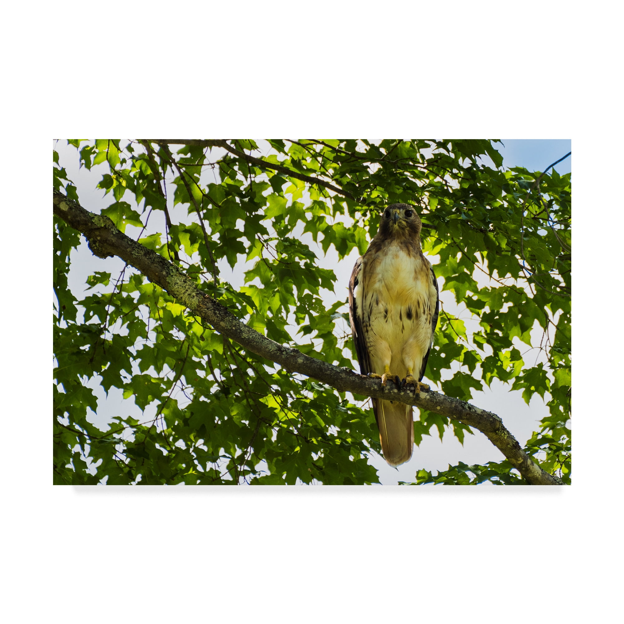 Trademark Fine Art 'Red Tailed Hawk Right' Canvas Art by Brenda Petrella Photography Llc
