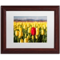 Trademark Fine Art "Red Tulip" Canvas Art by Pierre Leclerc, White Matte/Wood Frame