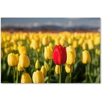 Trademark Fine Art "Red Tulip" Canvas Art by Pierre Leclerc