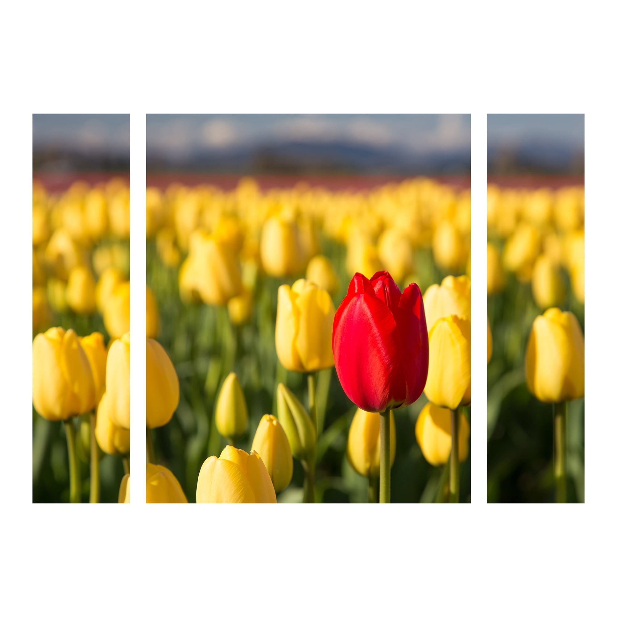 Trademark Fine Art 'Red Tulip' Multi-Panel Canvas Art Set by Pierre Leclerc