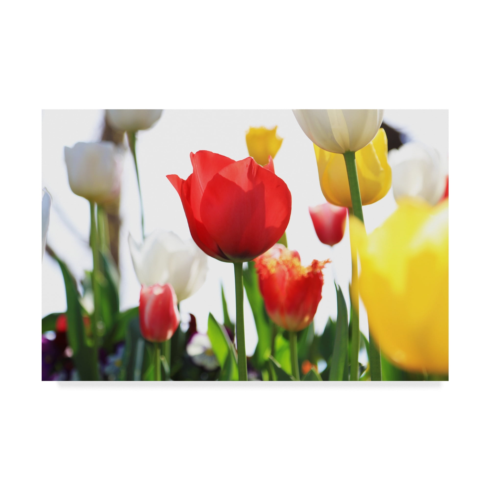 Trademark Fine Art 'Red White And Yellow' Canvas Art by Incredi
