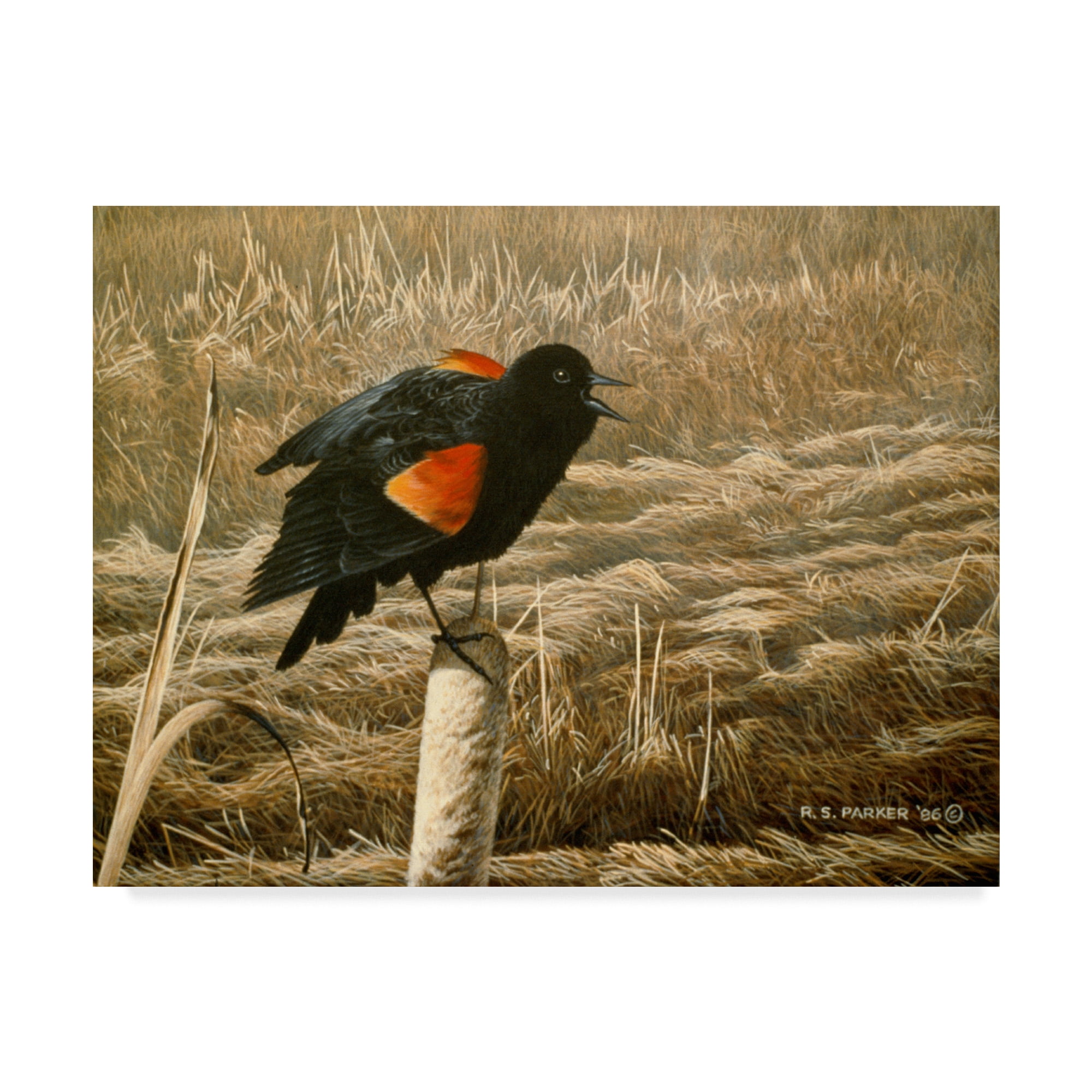 Trademark Fine Art 'Red Winged Blackbird' Canvas Art by Ron Parker