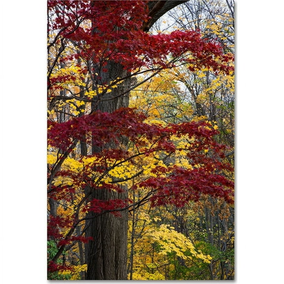 Trademark Fine Art "Reds and Golds of Autumn" Canvas Art by Kurt Shaffer