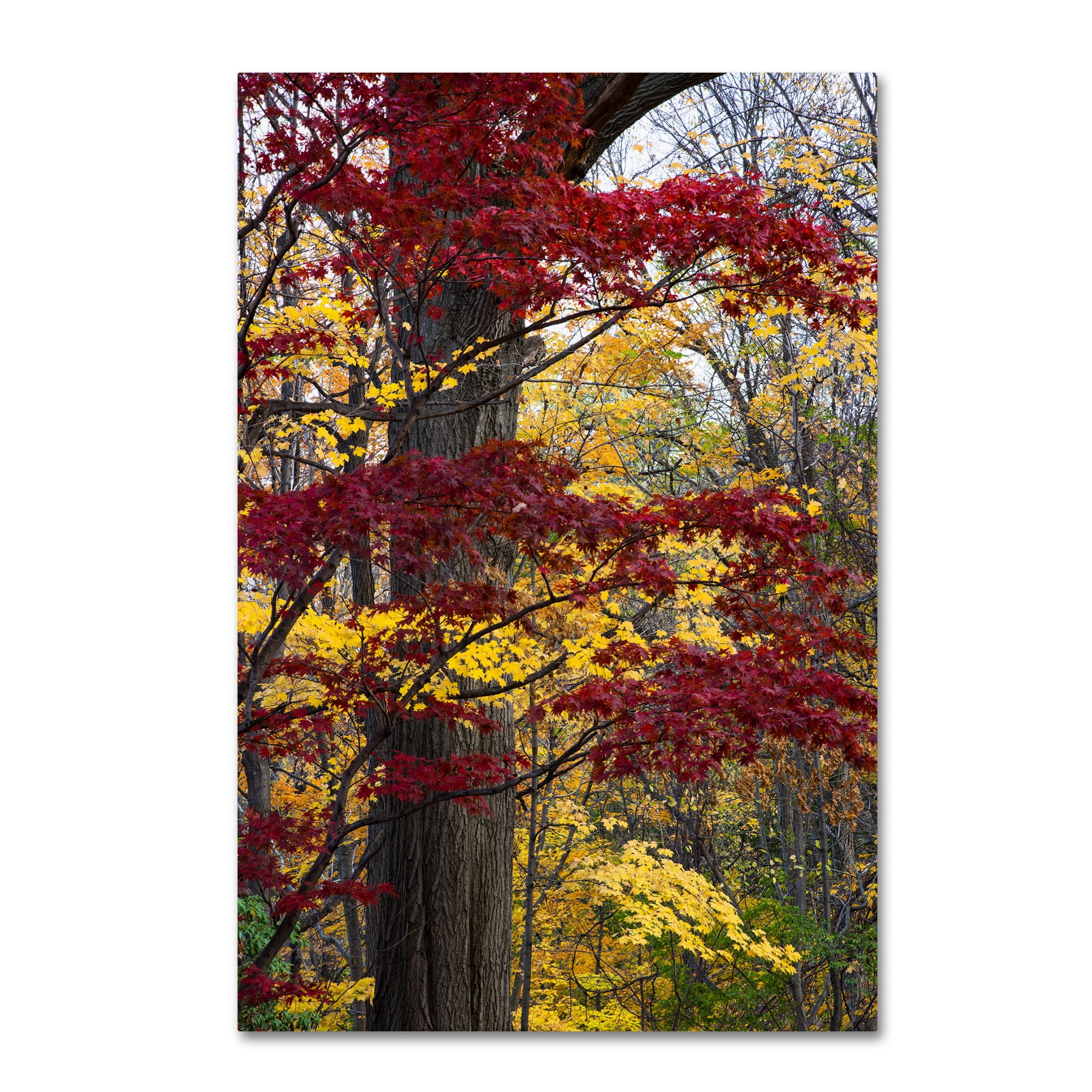 Trademark Fine Art "Reds and Golds of Autumn" Canvas Art by Kurt Shaffer