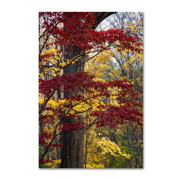 Trademark Fine Art "Reds and Golds of Autumn" Canvas Art by Kurt Shaffer