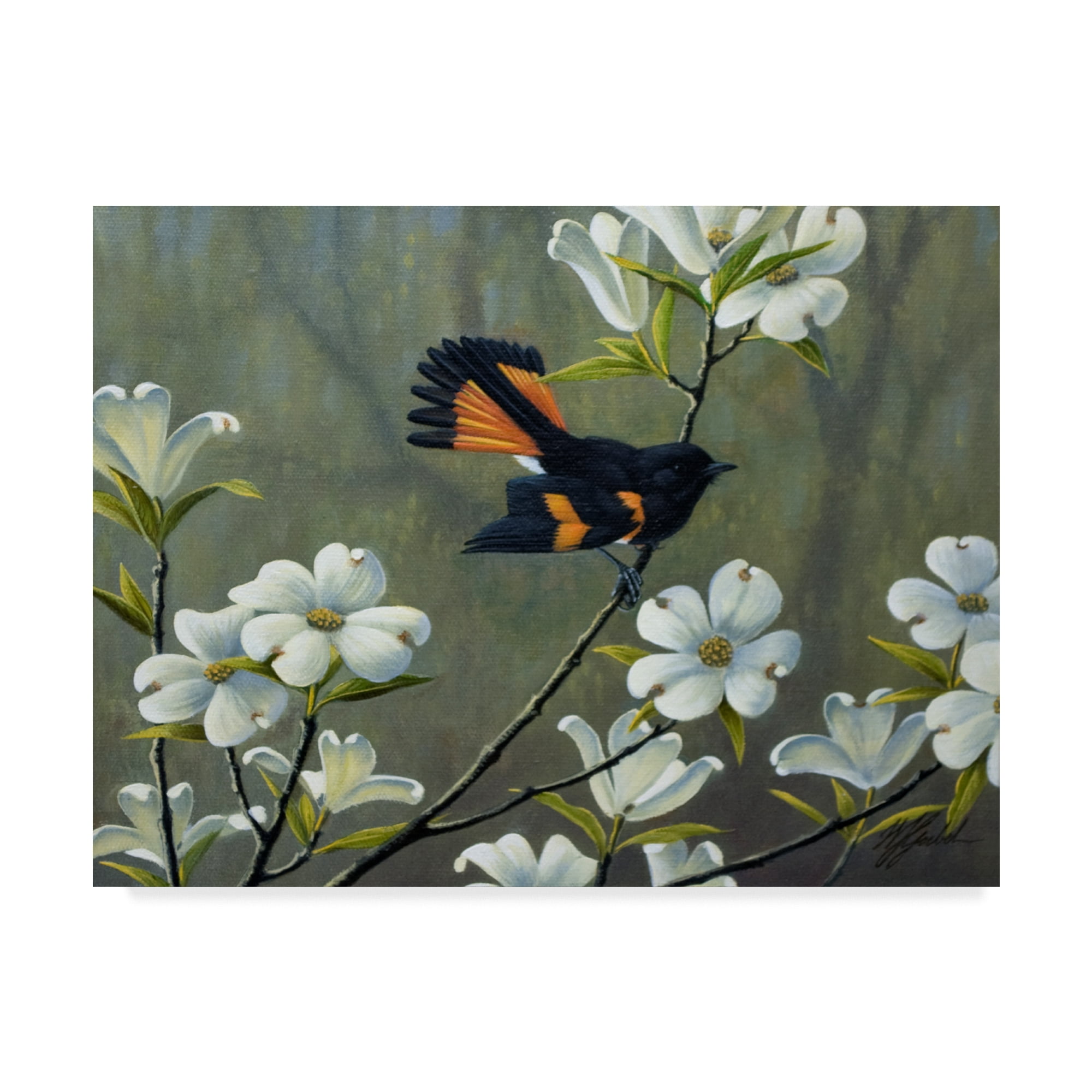Trademark Fine Art 'Redstart And Dogwood' Canvas Art by Wilhelm Goebel