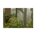thumbnail image 1 of Trademark Fine Art 'Redwood Fog Rhododendrons' Canvas Art by Mike Jones Photo, 1 of 4