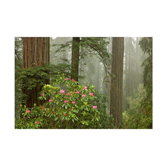 Trademark Fine Art 'Redwood Fog Rhododendrons' Canvas Art by Mike Jones Photo