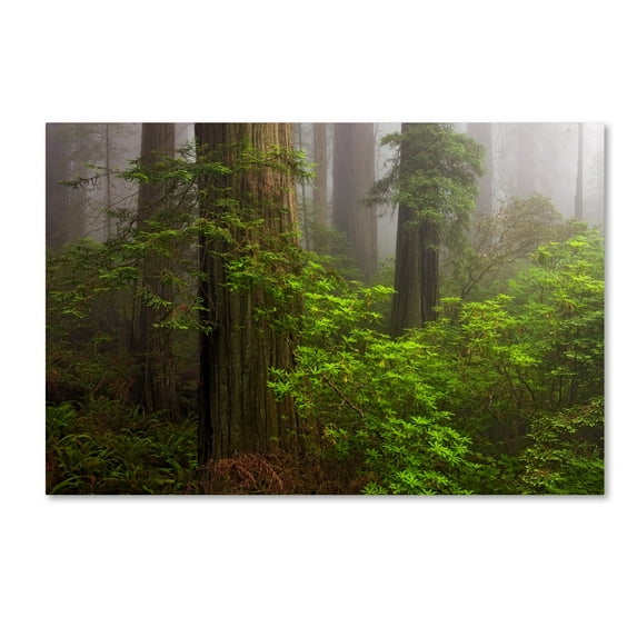 Trademark Fine Art 'Redwoods Fog' Canvas Art by Mike Jones Photo
