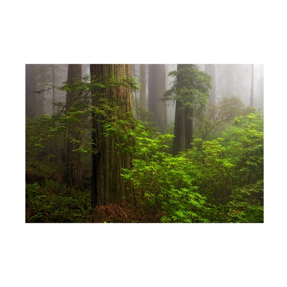 Trademark Fine Art 'Redwoods Fog' Canvas Art by Mike Jones Photo
