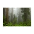 thumbnail image 1 of Trademark Fine Art 'Redwoods NP Fog' Canvas Art by Mike Jones Photo, 1 of 4