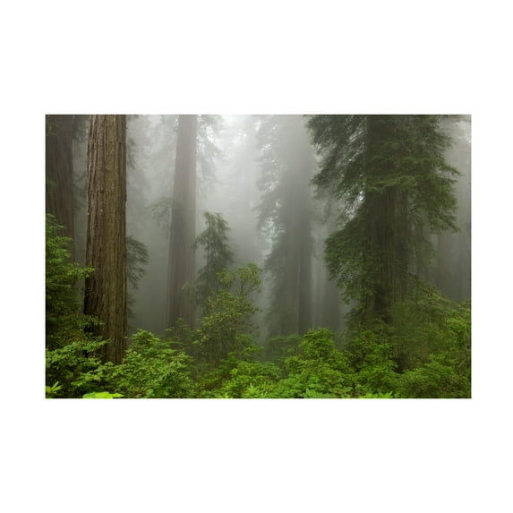 Trademark Fine Art 'Redwoods NP Fog' Canvas Art by Mike Jones Photo