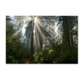 thumbnail image 1 of Trademark Fine Art 'Redwoods NP Ladybird Johnson Lightbeams' Canvas Art by Mike Jones Photo, 1 of 3