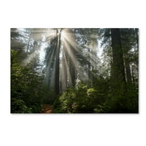 Trademark Fine Art 'Redwoods NP Ladybird Johnson Lightbeams' Canvas Art by Mike Jones Photo