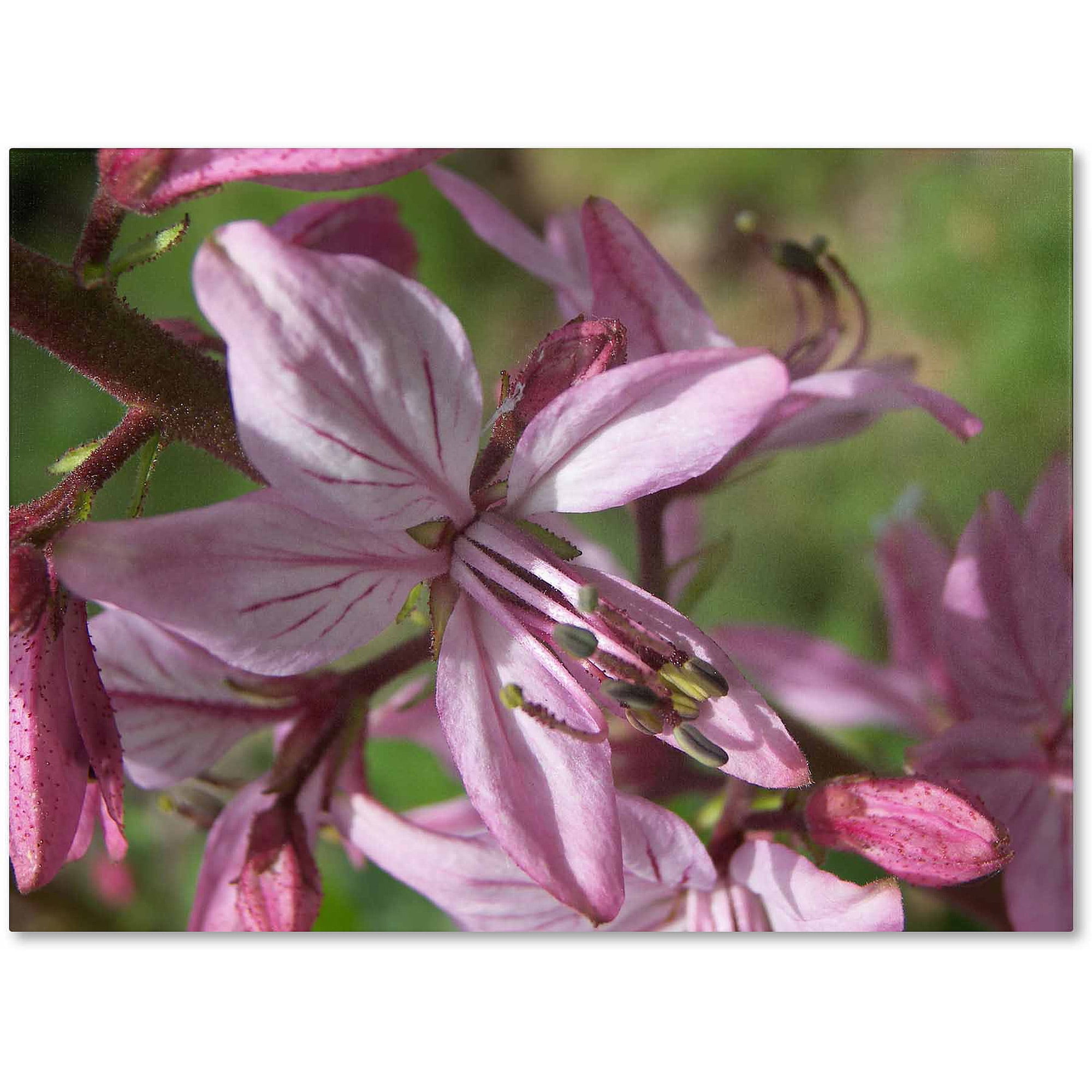 Monica Fleet Pink Floral Canvas Art with Hidden Frame