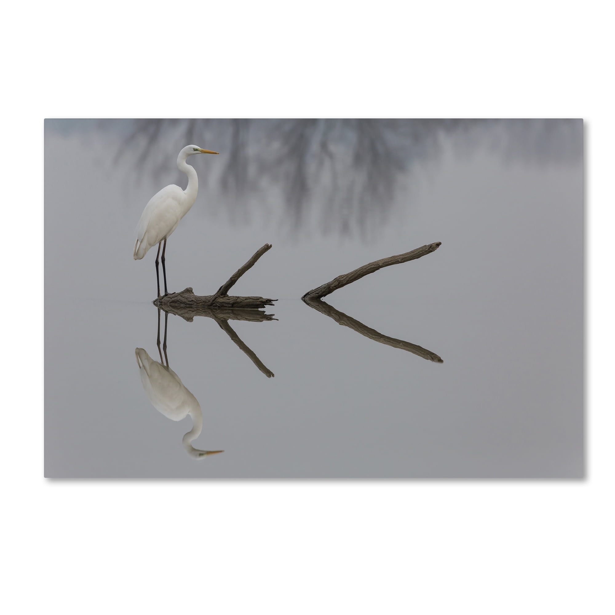 Trademark Fine Art 'Reflections' Canvas Art by Mauro Montuori