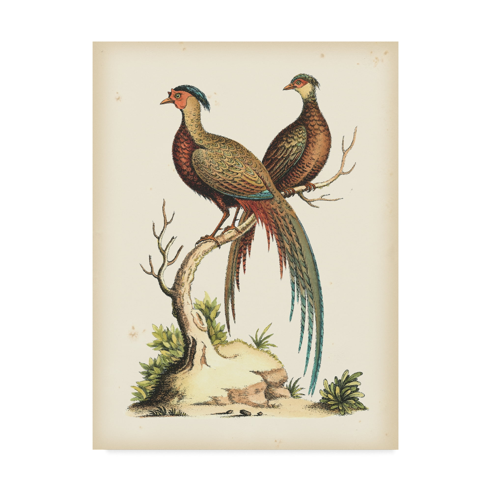 Trademark Fine Art 'Regal Pheasants II' Canvas Art by Sydenham Edwards