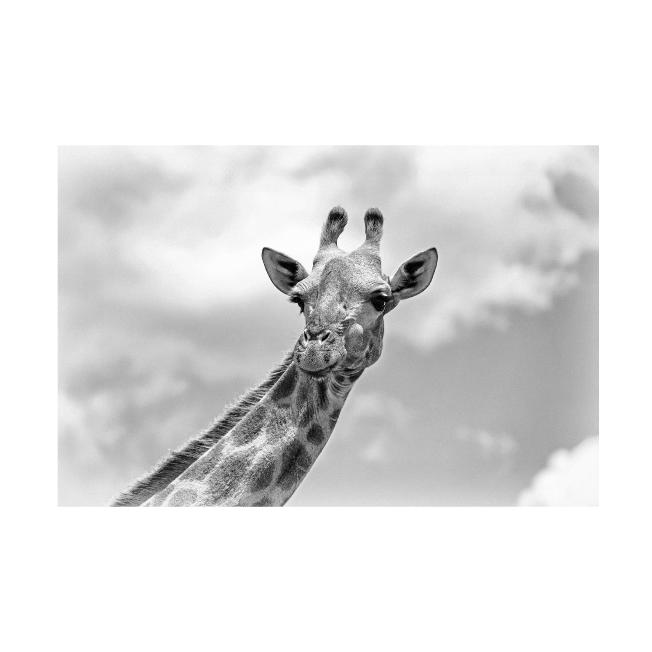 Trademark Fine Art Regine Richter The giraffe - Wildlife V Canvas Wall Art