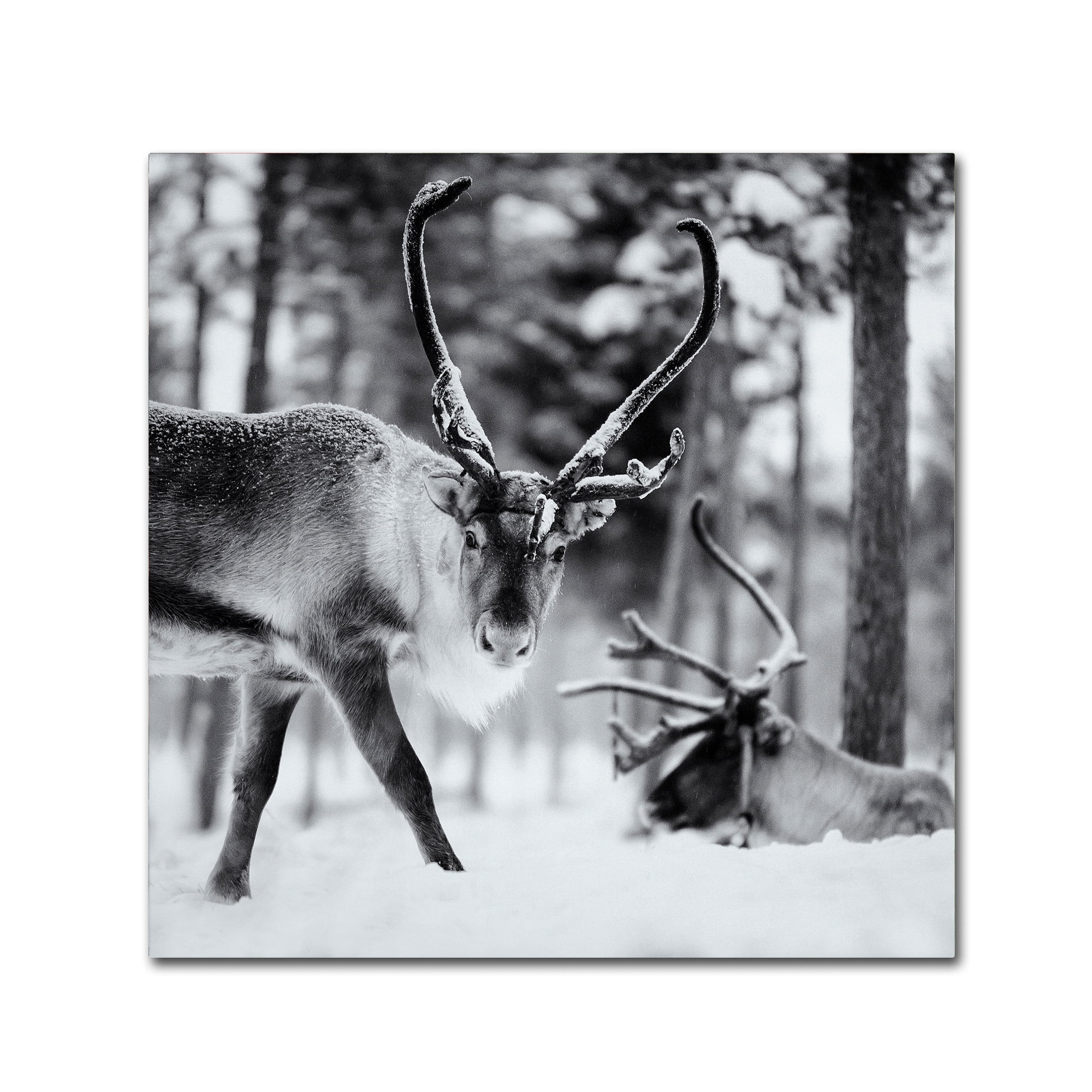 Black and White Reindeer Landscape Canvas Art