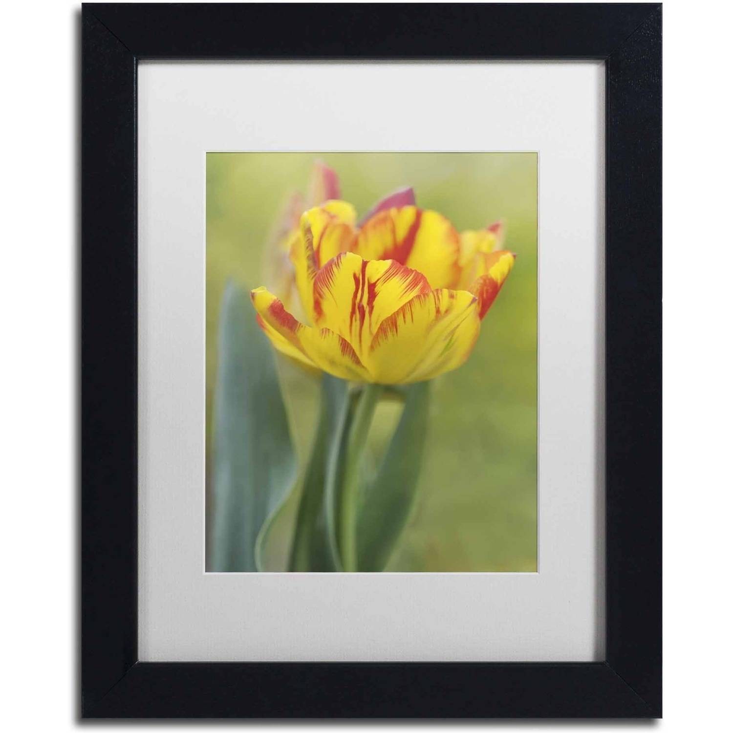 Trademark Fine Art 'Rembrandt Tulip' Canvas Art by Cora Niele, White Matte, Black Frame