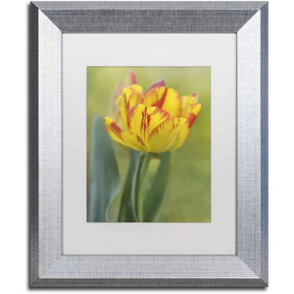 Trademark Fine Art 'Rembrandt Tulip' Canvas Art by Cora Niele, White Matte, Silver Frame