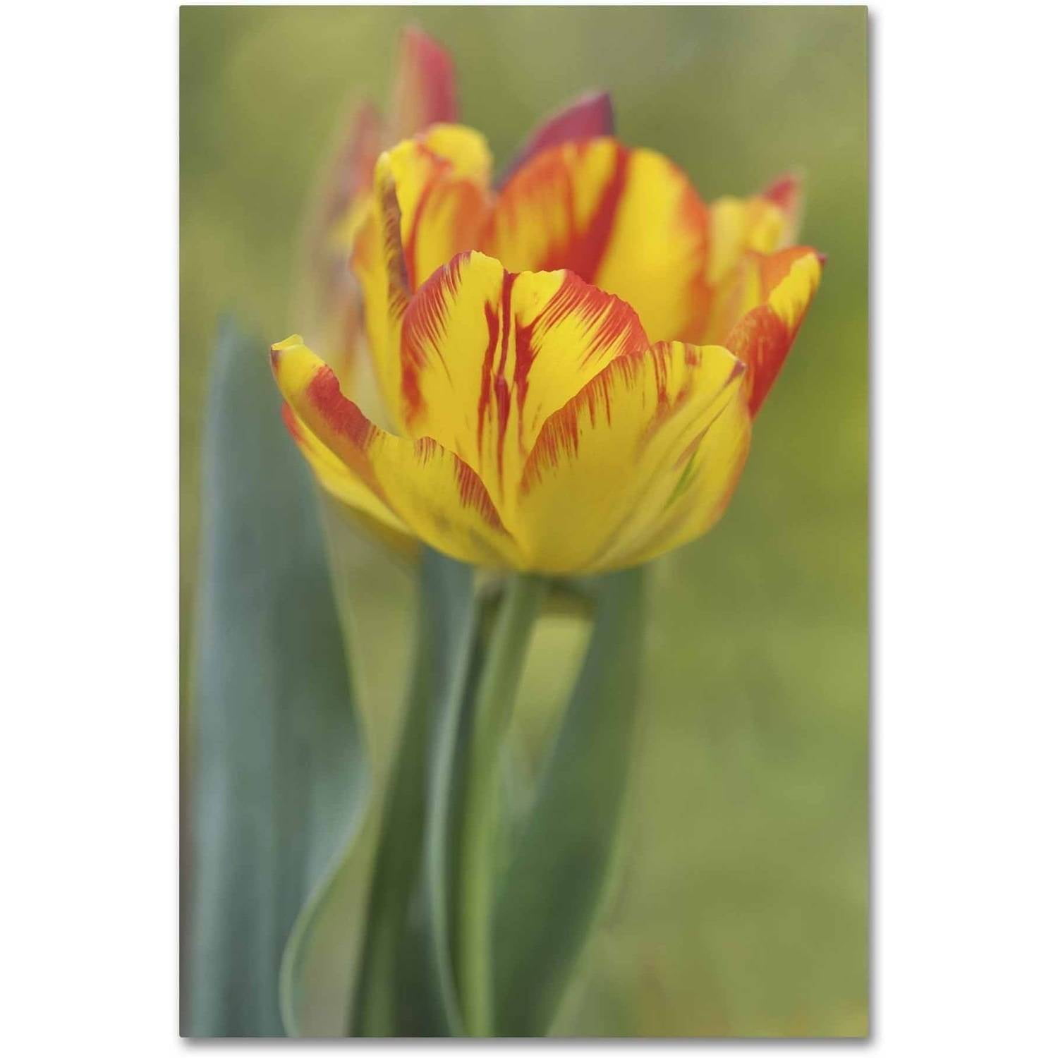 Trademark Fine Art 'Rembrandt Tulip' Canvas Art by Cora Niele