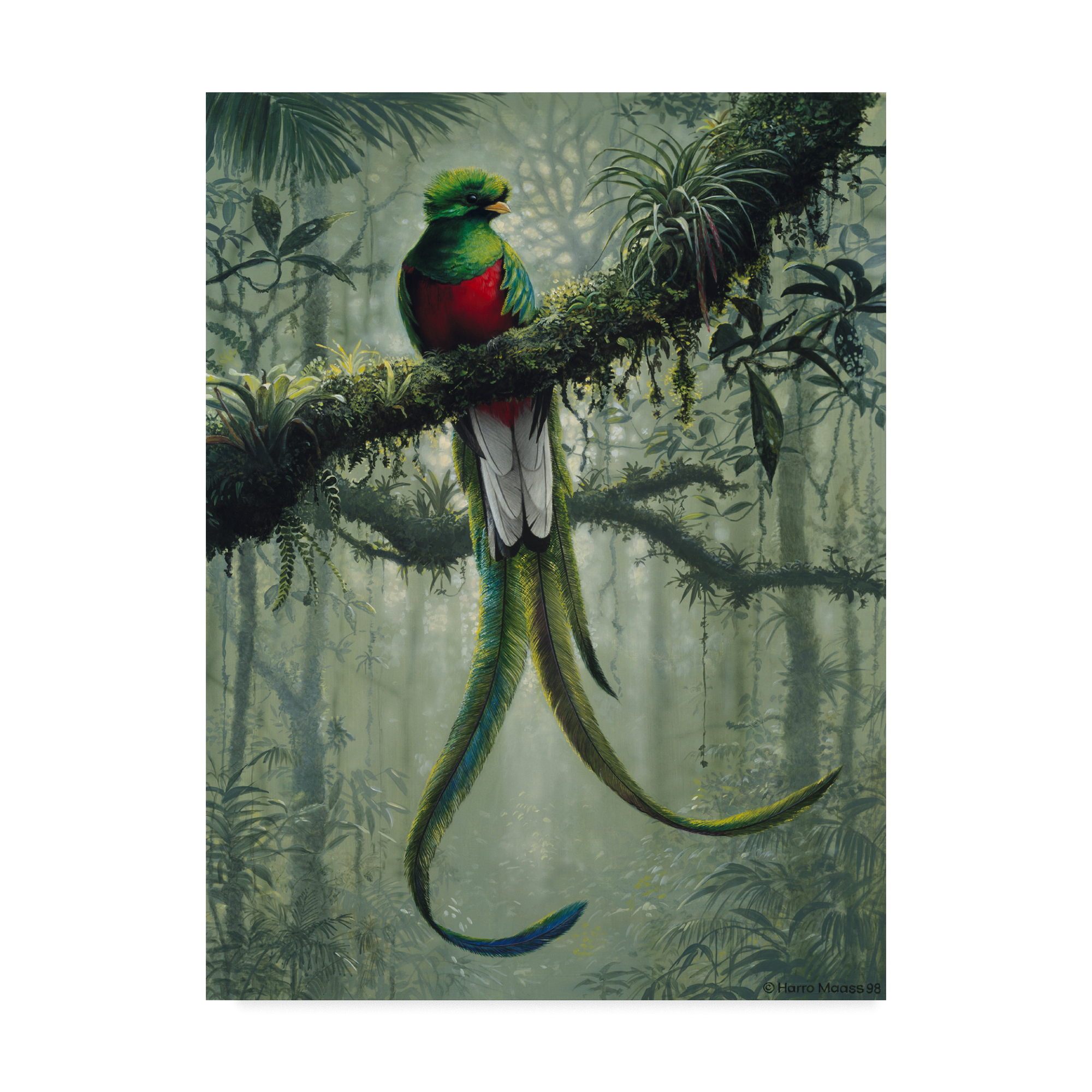 Resplendent Quetzal Green and Red Canvas Art 14x19