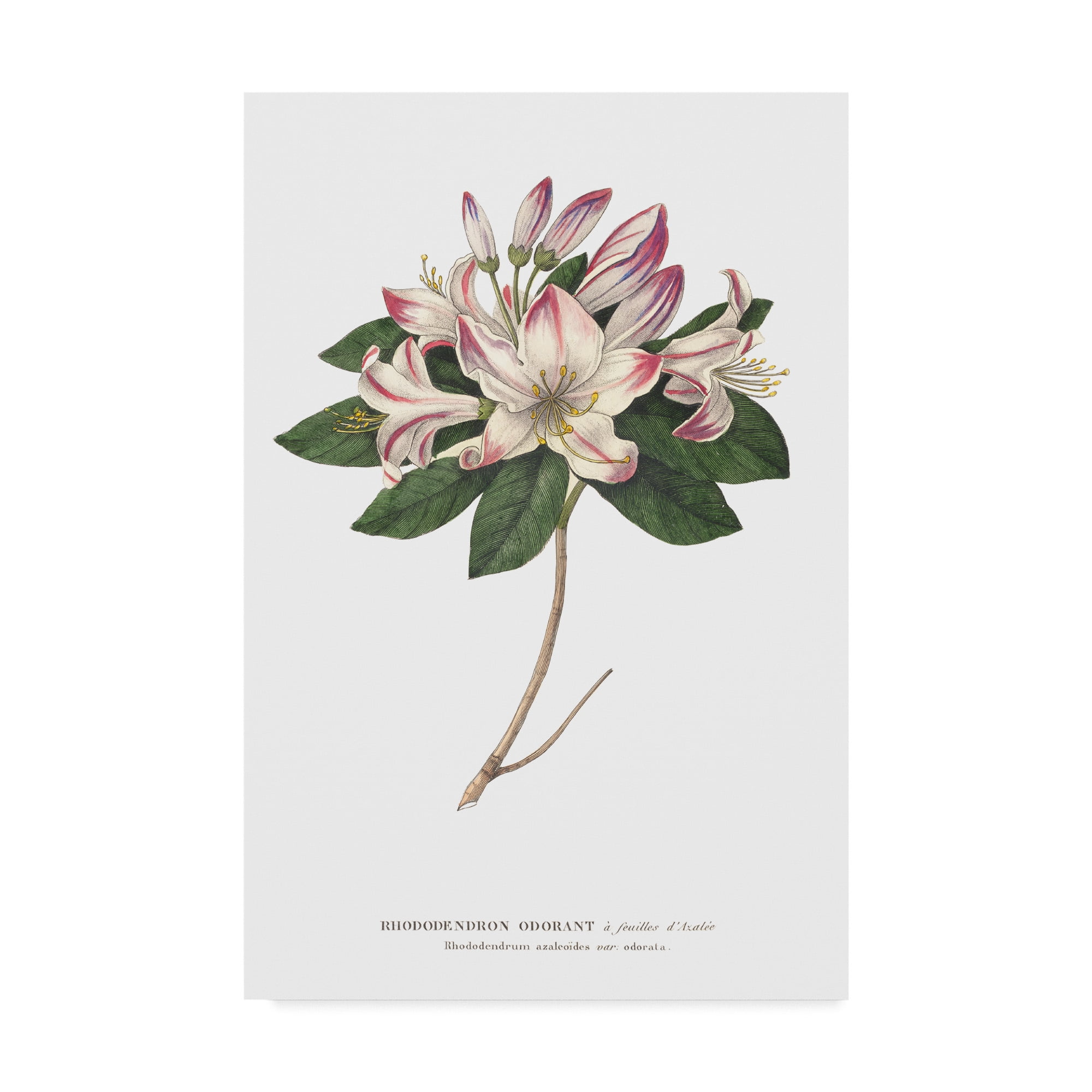 Free Shipping! Trademark Fine Art Rhododendron Bright Floral Vintage Canvas  Art by Wild Apple Portfolio - Walmart.com