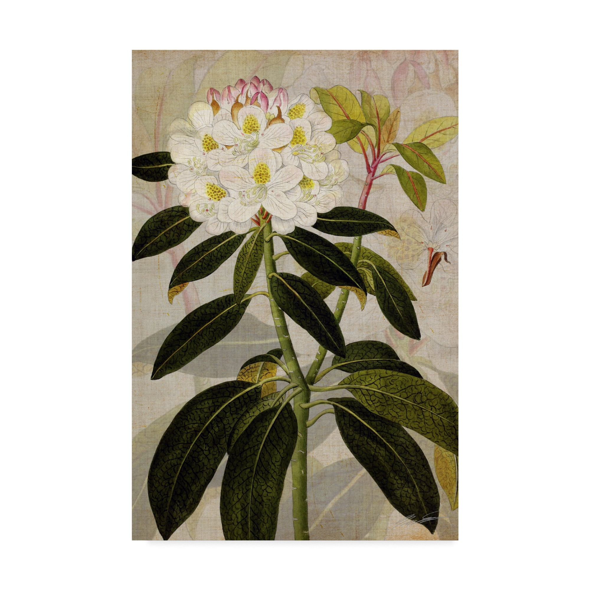 Trademark Fine Art 'Rhododendron I' Canvas Art by John Butler