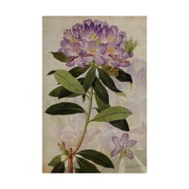 Trademark Fine Art 'Rhododendron II' Canvas Art by John Butler