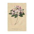 thumbnail image 1 of Trademark Fine Art 'Rhododendron Vintage' Canvas Art by Wild Apple Portfolio, 1 of 4