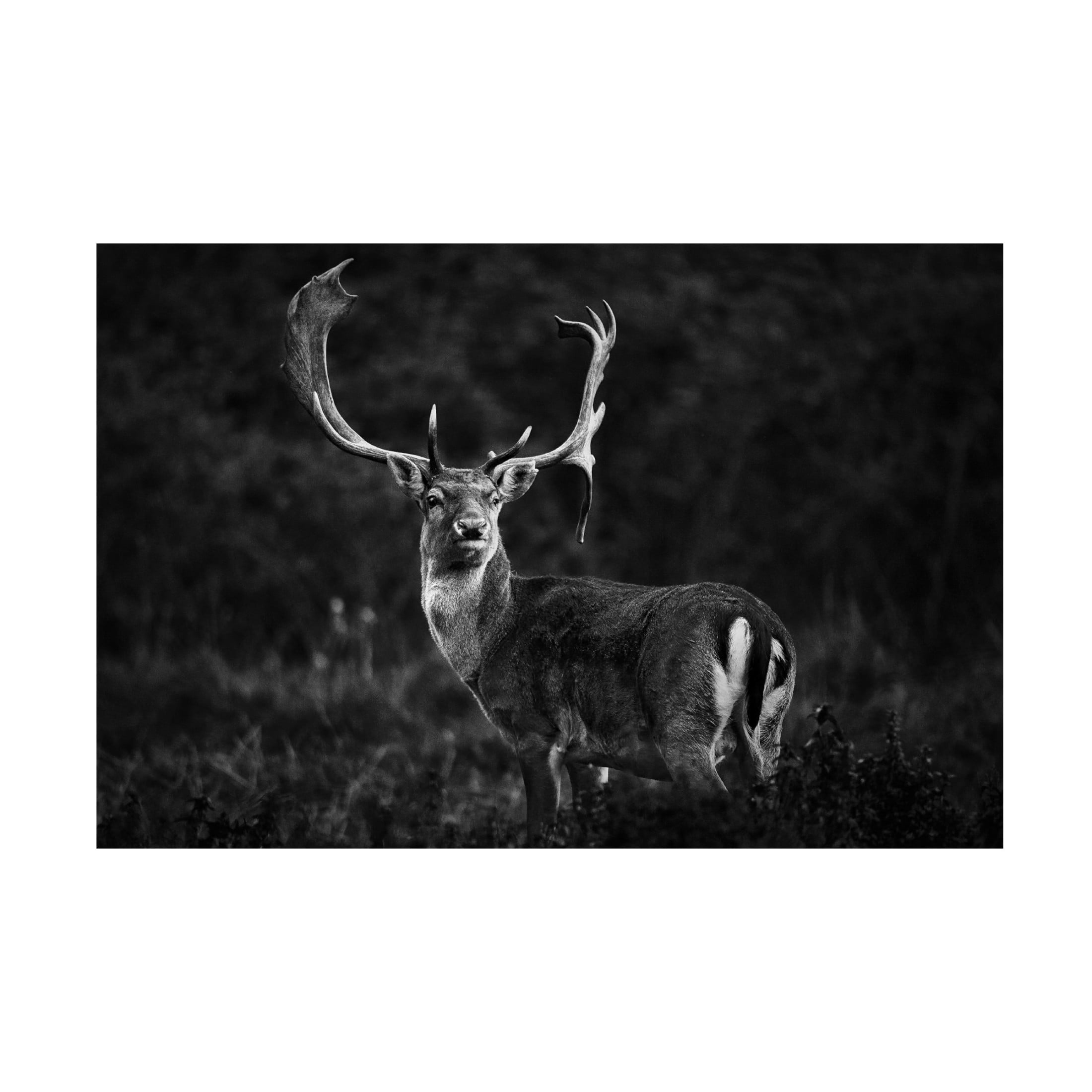 Trademark Fine Art Riccardo Mazzoni Ready For The Love Season Canvas Wall Art