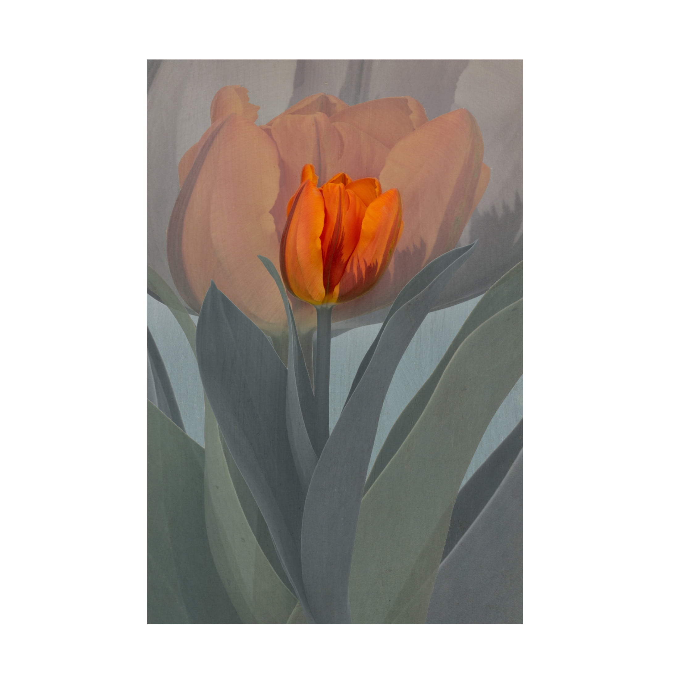 Trademark Fine Art Richard Urbanski  Candle Canvas Wall Art