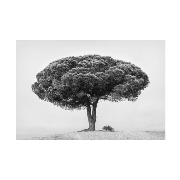 Trademark Fine Art Rikard Martin TREE Canvas Wall Art