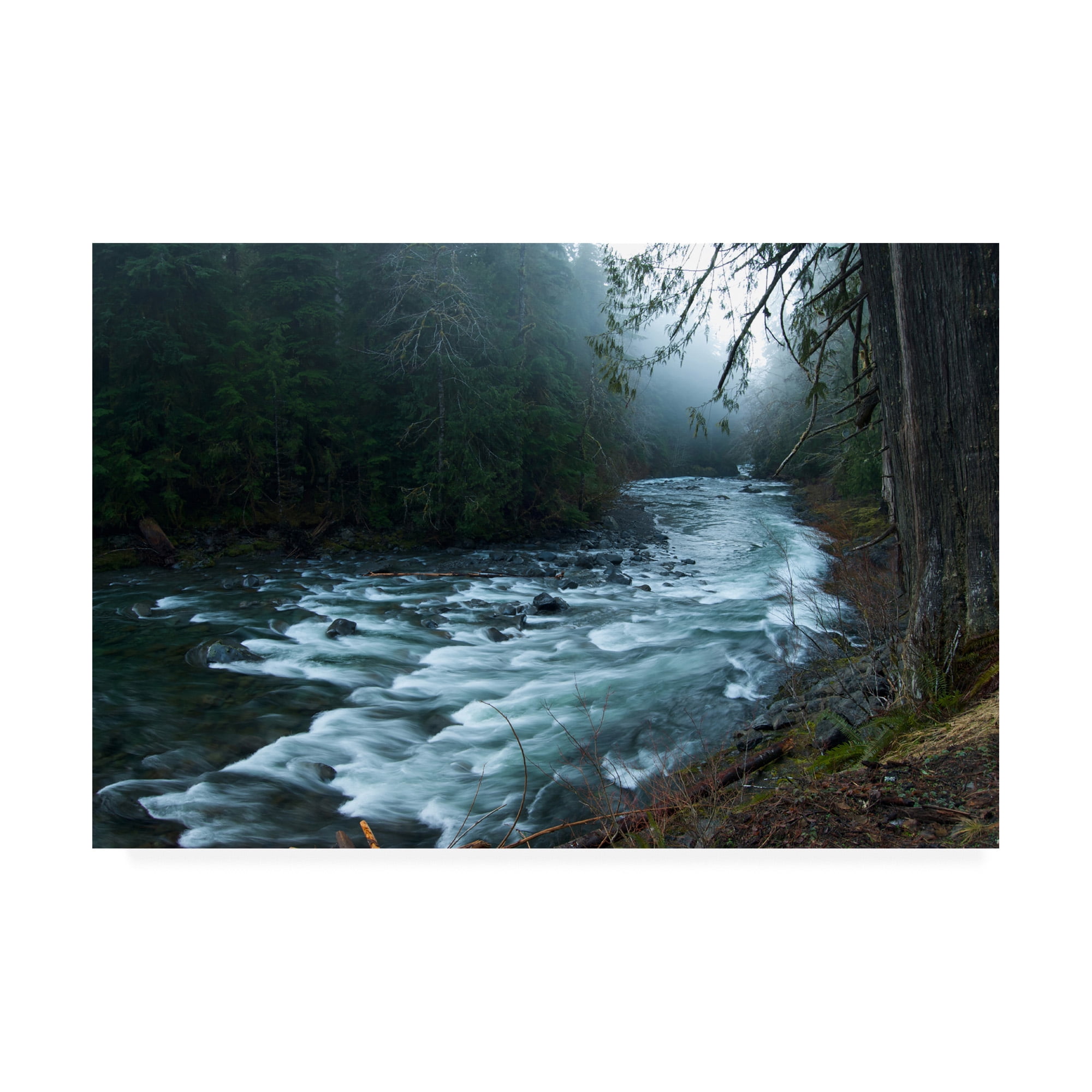 Trademark Fine Art 'River In The Forest' Canvas Art by PhotoINC Studio