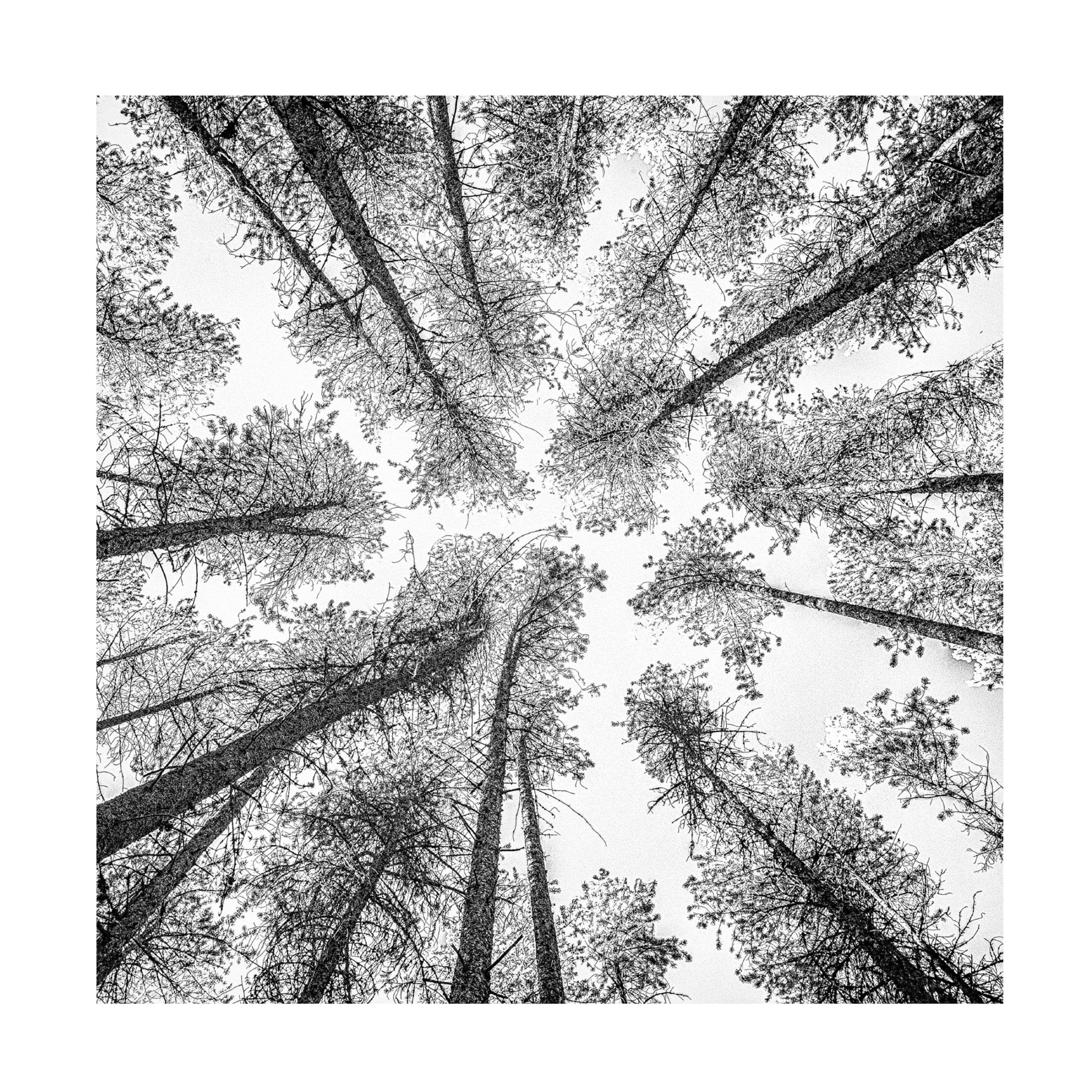 Trademark Fine Art Rob Darby Tree Etching 002 Canvas Wall Art