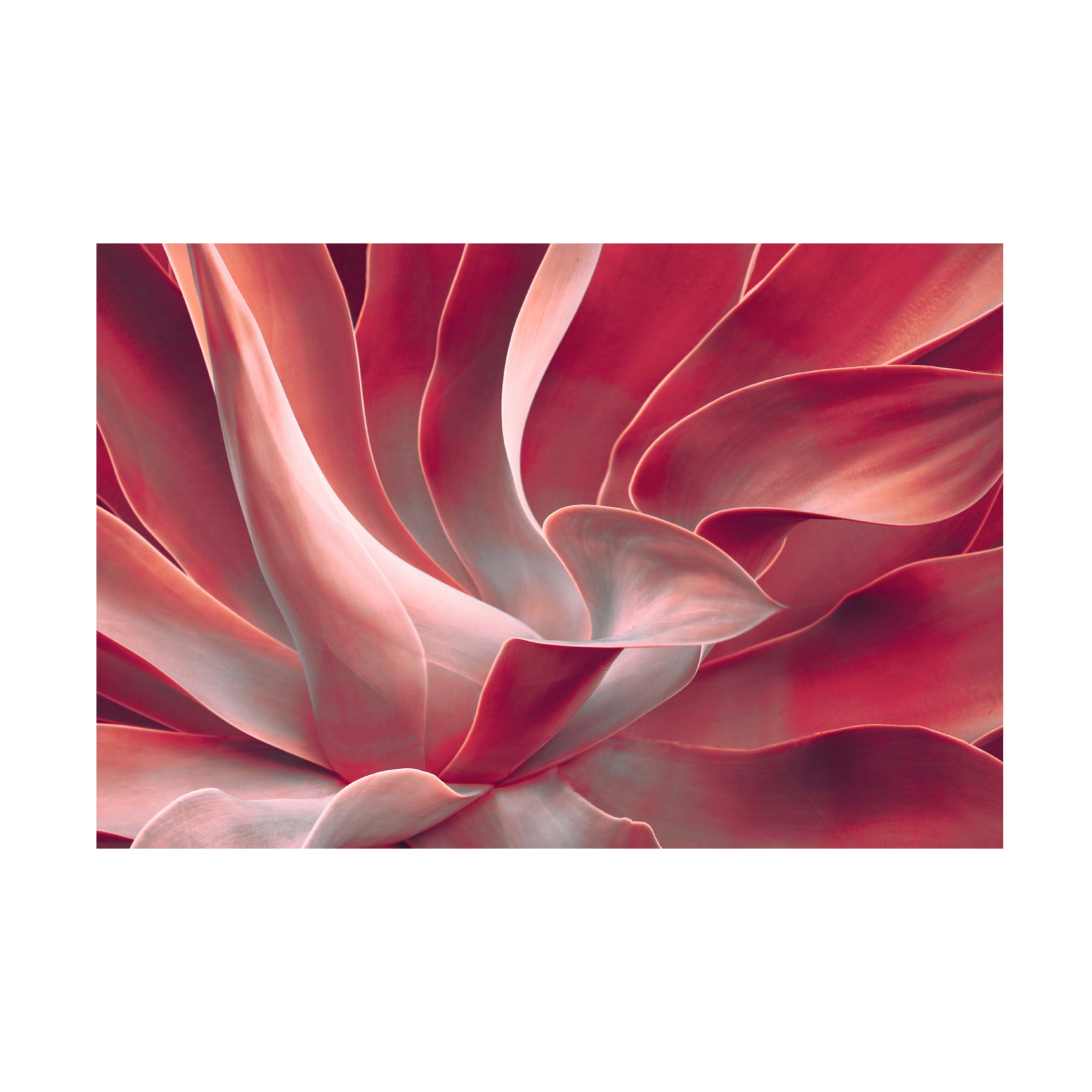 Trademark Fine Art Robin Wechsler  Leaves like satin ribbons Canvas Wall Art