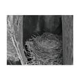 thumbnail image 1 of Trademark Fine Art 'Robins Nest' Canvas Art by Brenda Petrella Photography Llc, 1 of 3