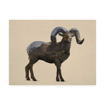 Trademark Fine Art 'Rocky Mountain Bighorn' Canvas Art by Davies Babies