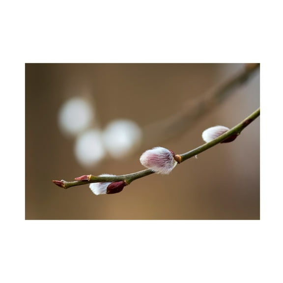 Trademark Fine Art Roman Chudas Spring Canvas Wall Art