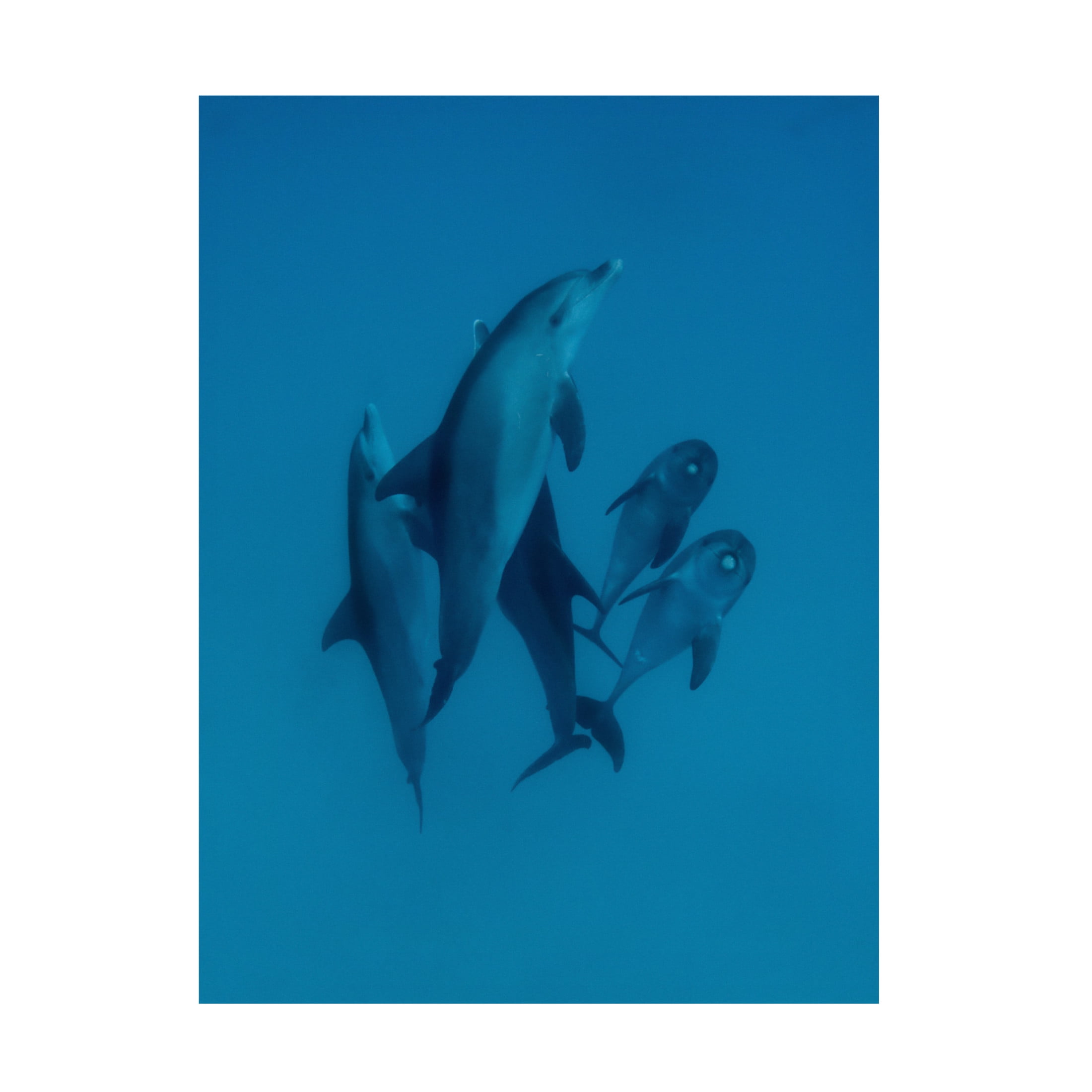 Trademark Fine Art Romano Molinari Dolphins 6 Canvas Wall Art