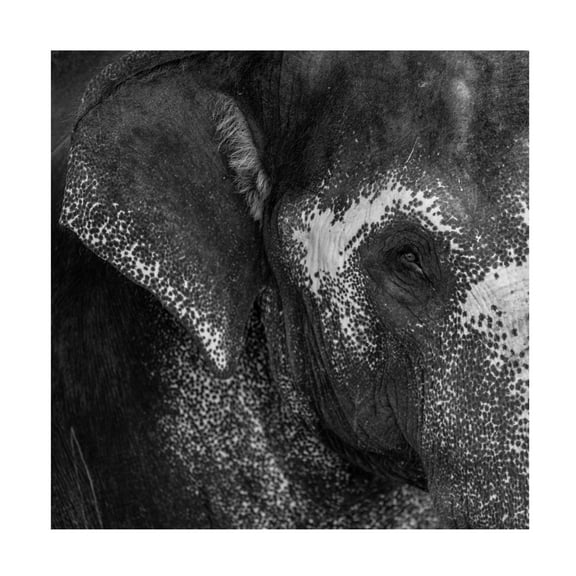 Trademark Fine Art Roni Kiperman Love Canvas Wall Art