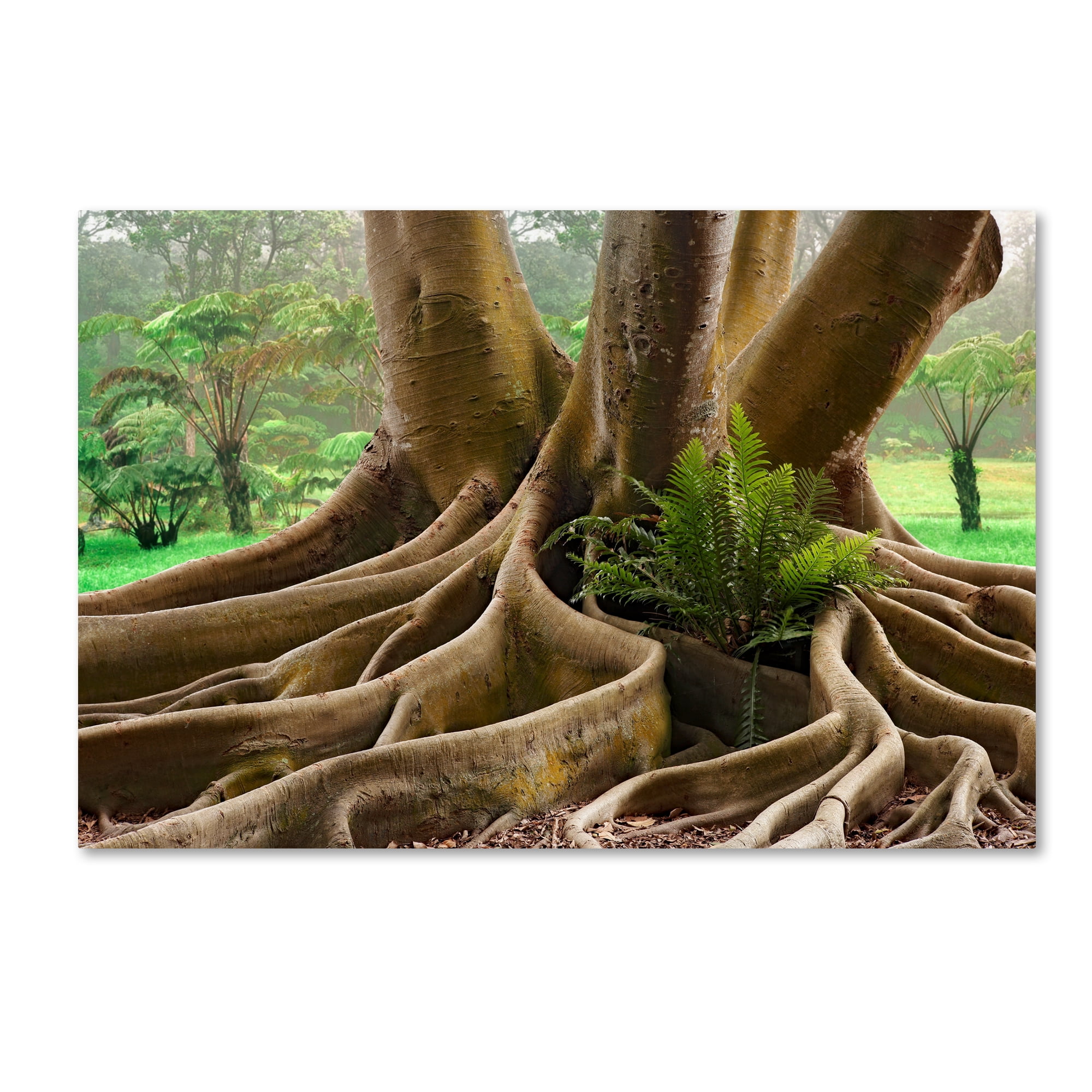 Trademark Fine Art 'Roots Sarasots Big Tree' Canvas Art by Mike Jones Photo