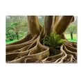 thumbnail image 1 of Trademark Fine Art 'Roots Sarasots Big Tree' Canvas Art by Mike Jones Photo, 1 of 3