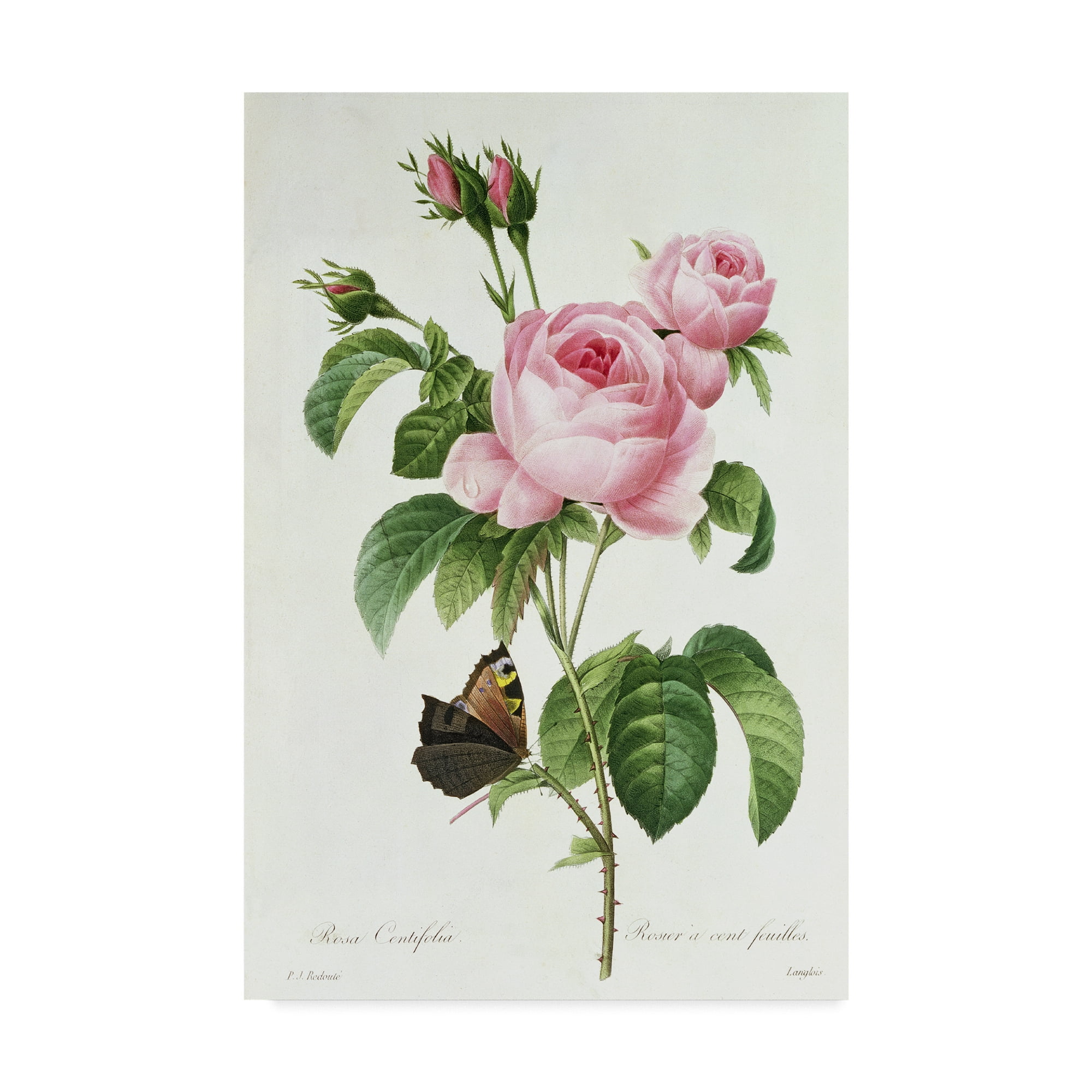 Trademark Fine Art 'Rosa Centifolia' Canvas Art by Pierre-Joseph Redoute