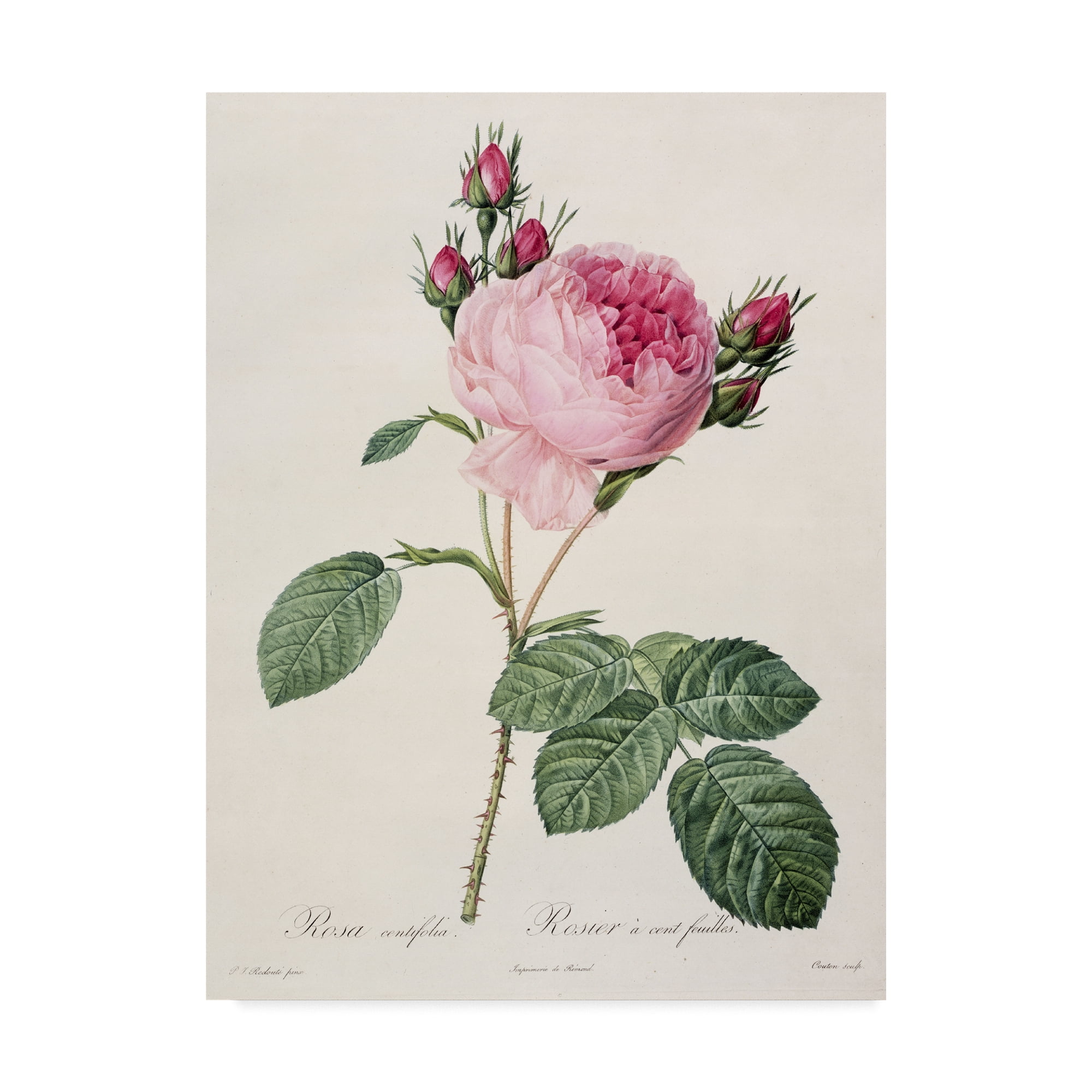 Free Shipping! Trademark Fine Art Rosa Centifolia Floral