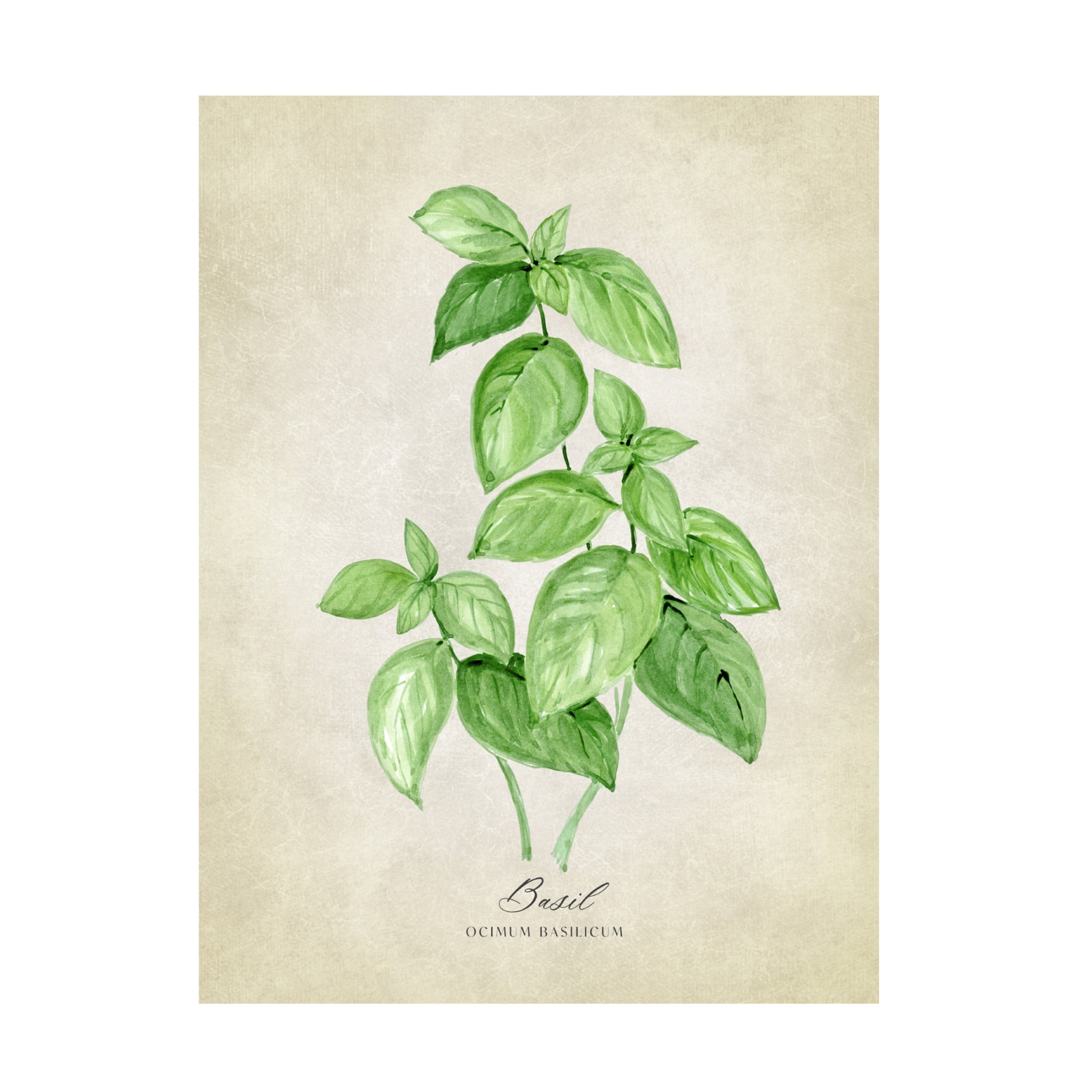 Trademark Fine Art Rosana Laiz Blursbyai Basil vintage Canvas Wall Art