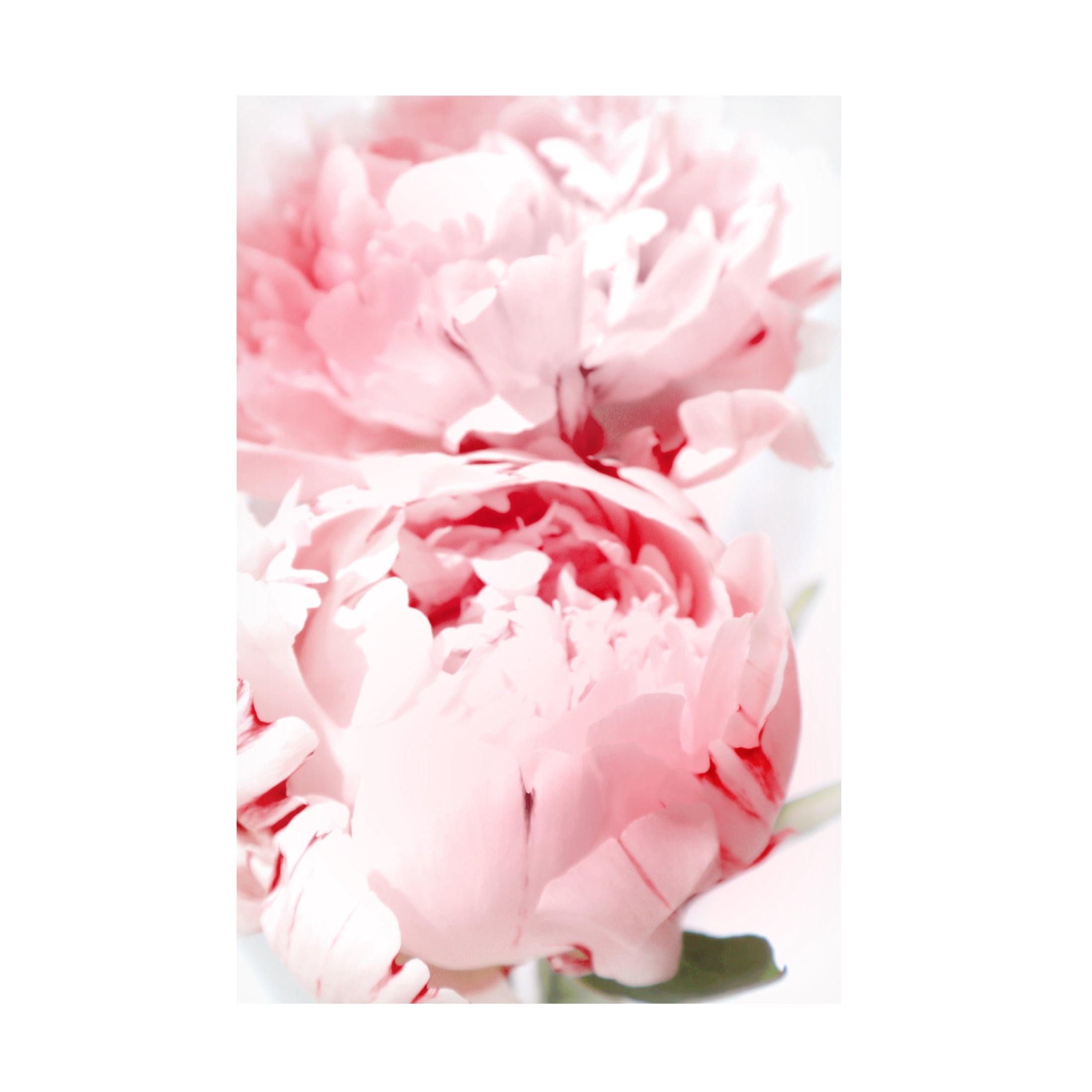 Trademark Fine Art Rosana Laiz Blursbyai Bllush peony X Canvas Wall Art