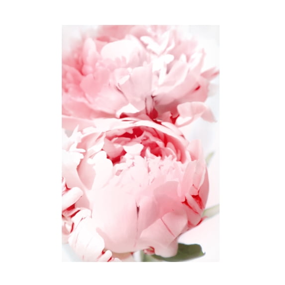 Trademark Fine Art Rosana Laiz Blursbyai Bllush peony X Canvas Wall Art