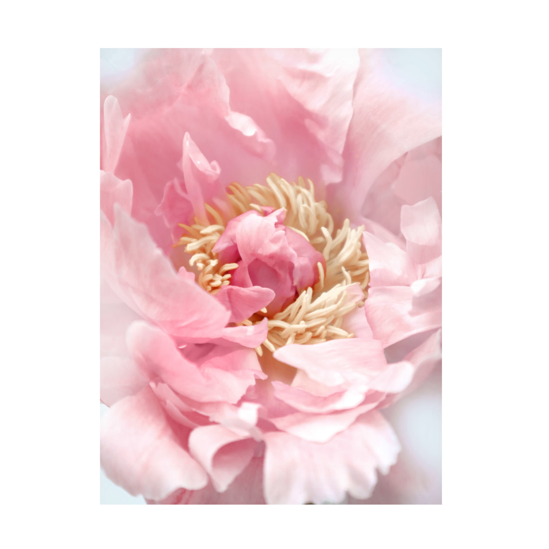 Trademark Fine Art Rosana Laiz Blursbyai Blush peony I Canvas Wall Art
